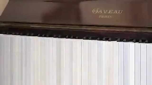 Cat on Piano by françois vogel