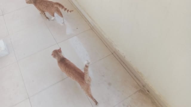 Cute cats are waiting for food