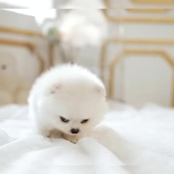 Cute Puppy is feeling alone, and missing someone!