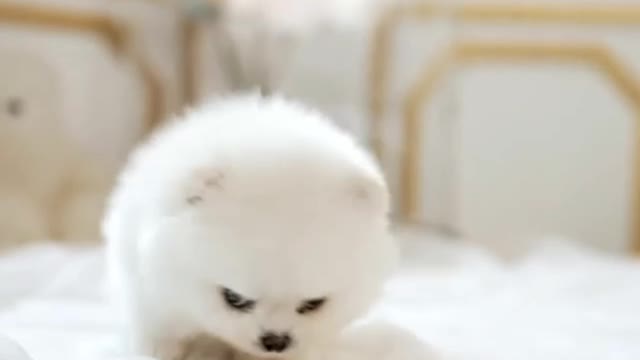 Cute Puppy is feeling alone, and missing someone!