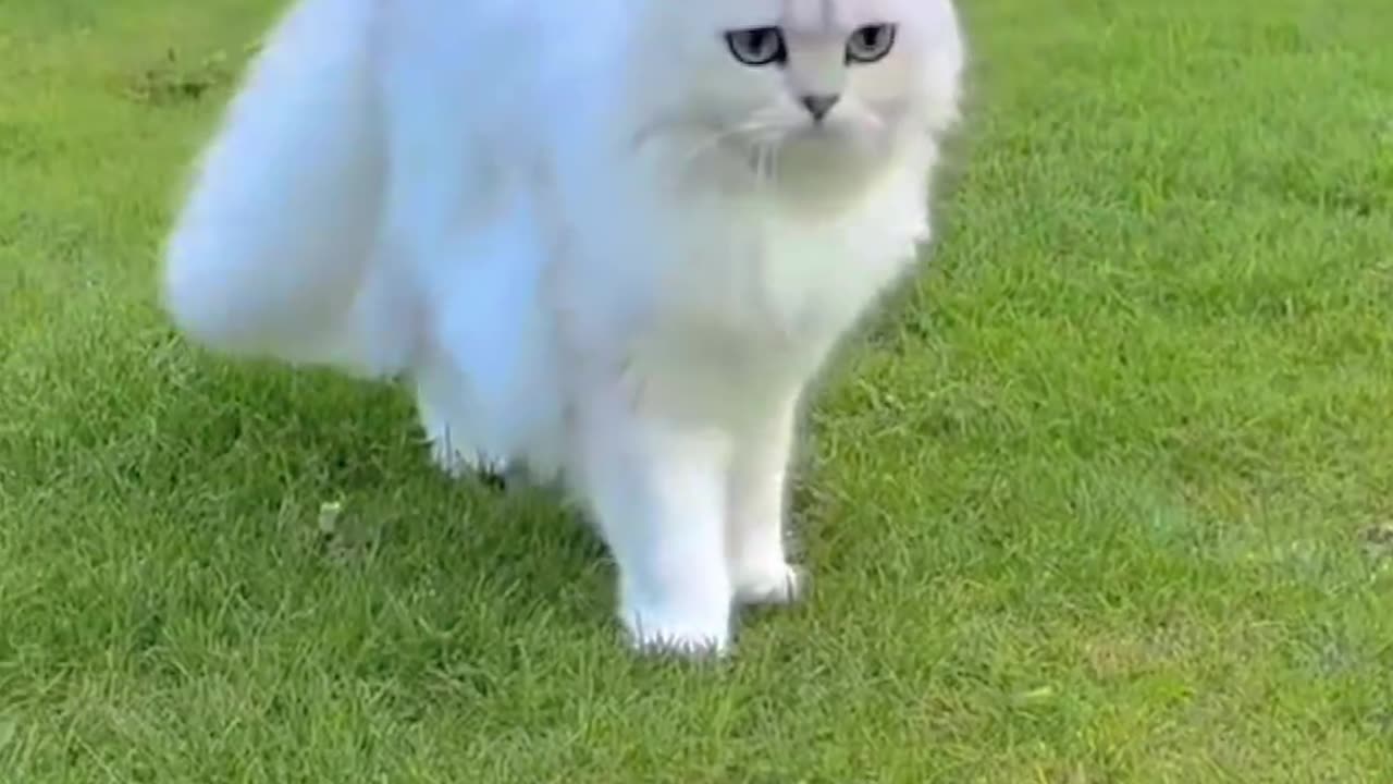 Funny cats video