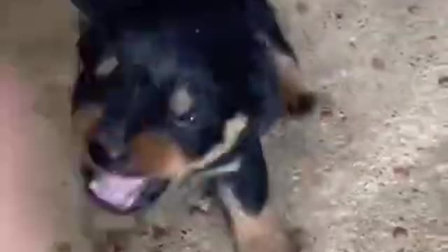 aggressive rottweiler puppy