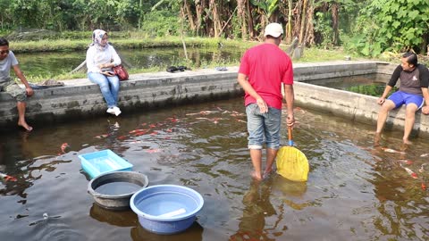 koi breeder