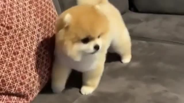 Toasted marshmallow - Funny Dog