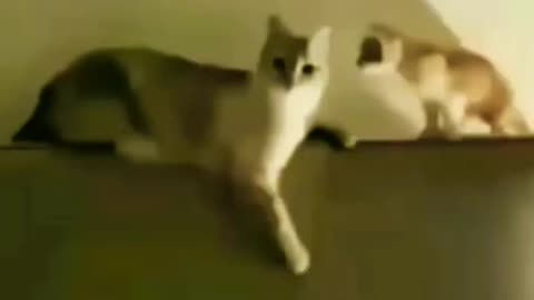 Funny cats