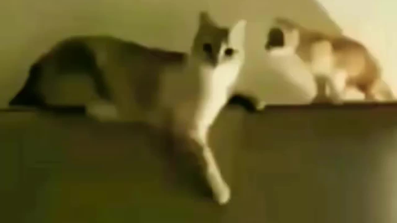 Funny cats