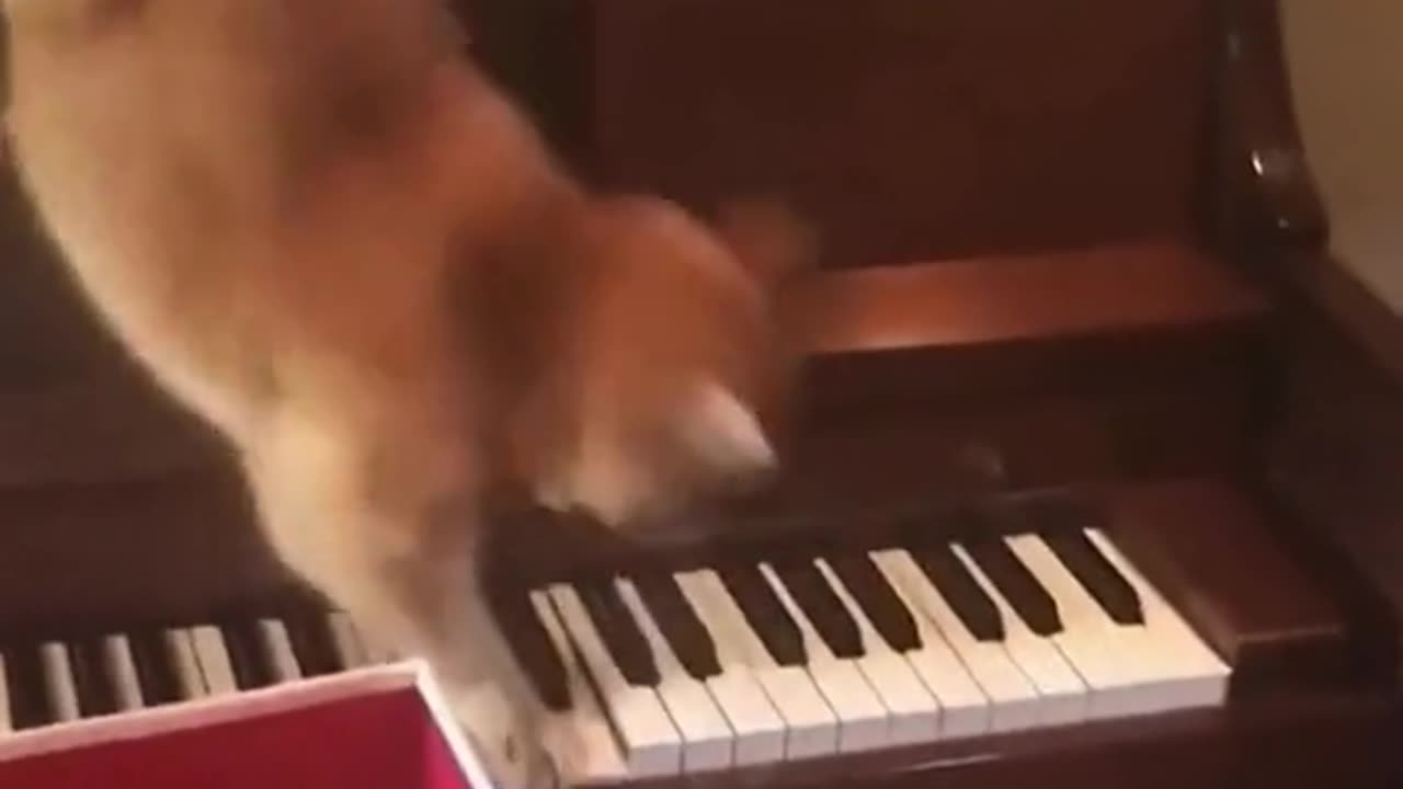 A cat playing piano