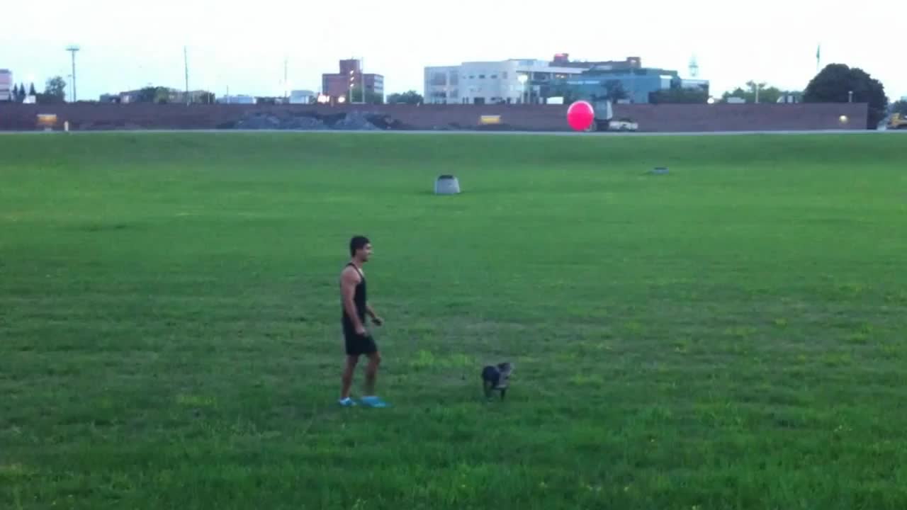 Boston Terrier Does Amazing Summersault While Playing With A Balloon