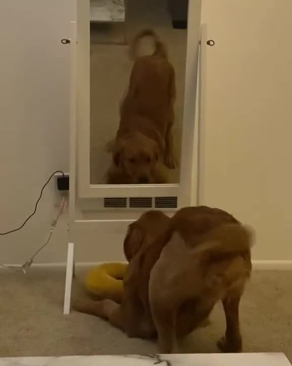 Happy dog has a funny experience with their reflection in the mirror