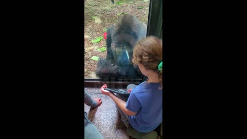 AMAZING JELANI THE GORILLA Gets cumpfy to watch IPad....