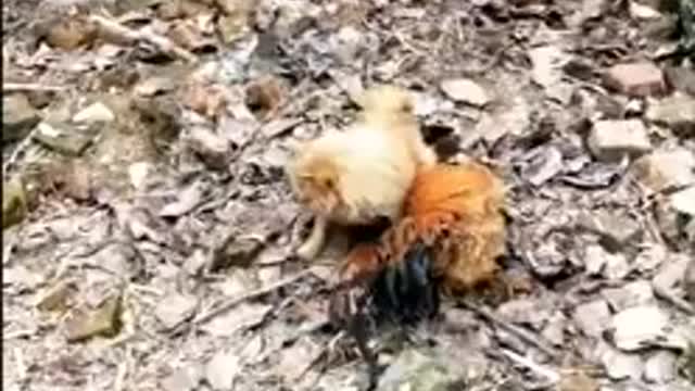 Chicken vs dog funniest fight must watch