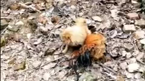 Chicken vs dog funniest fight must watch