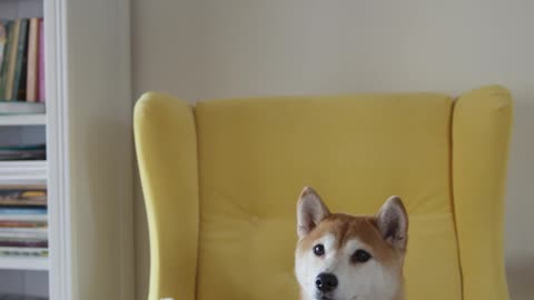 dog sientate a chair