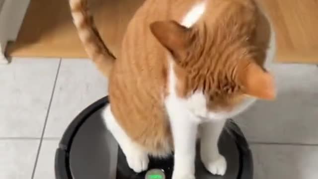 Cat lover
