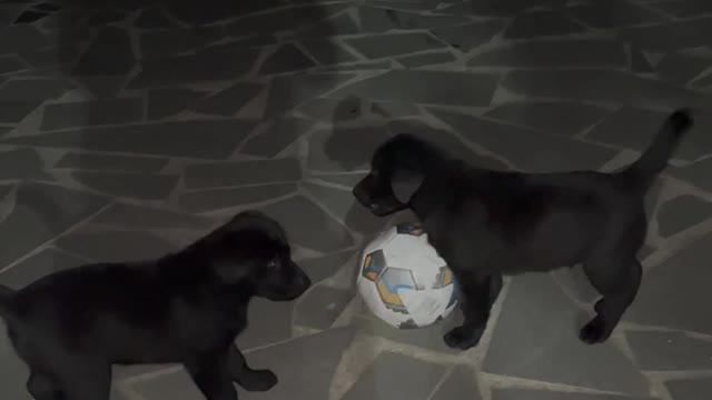 Learning soccer🐶