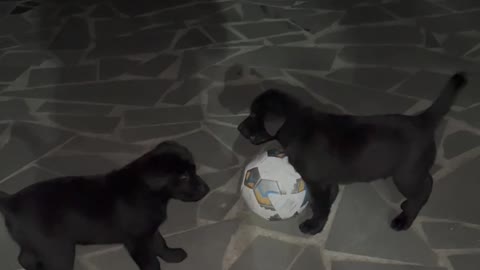 Learning soccer🐶