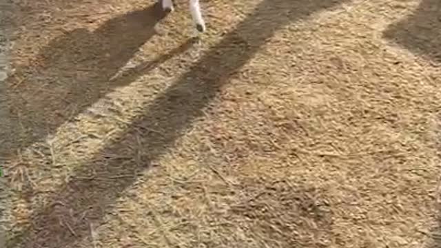 Running puppy