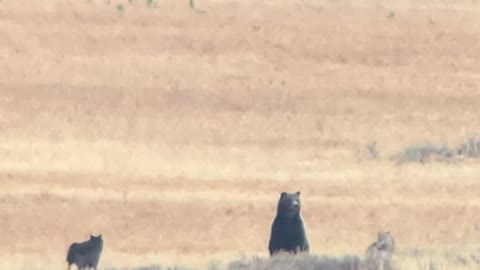 Grizzly Bear vs. Wolves- Battle at Yellowstone