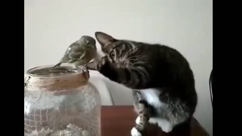 The most affectionate cat
