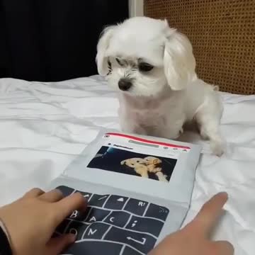 Superfast typing try it with your dog and send us the video