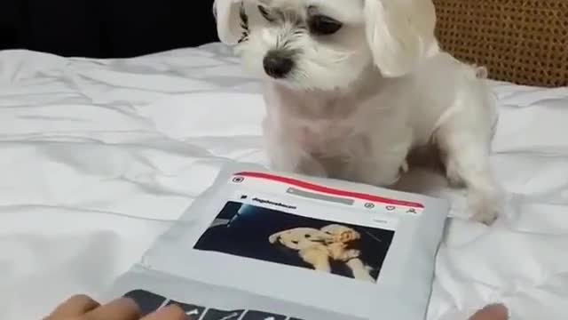 Superfast typing try it with your dog and send us the video