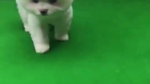 Cutest funny puppy - adorable puppy ever