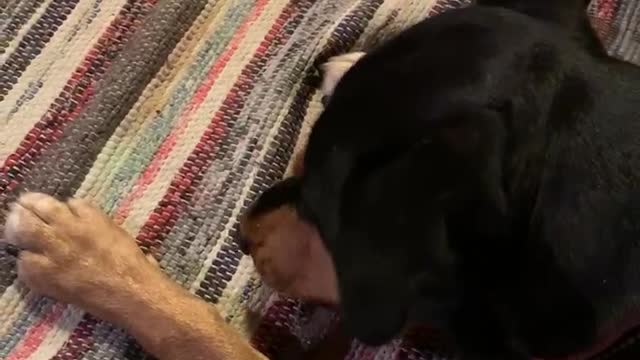 Rottweiler eats Raw bone