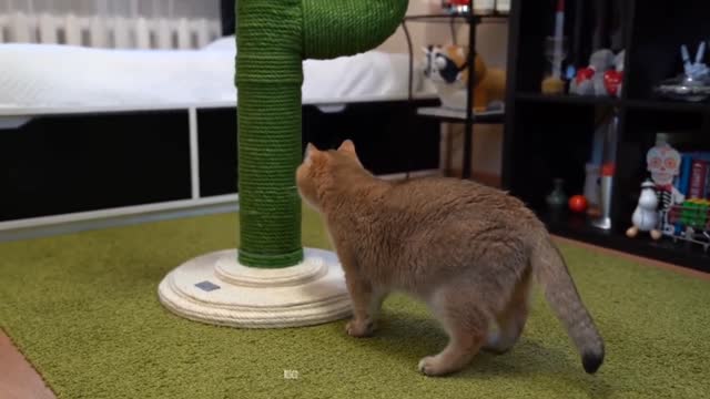 This kitten is curious at first but still plays with its toys