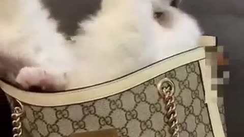 cute cats