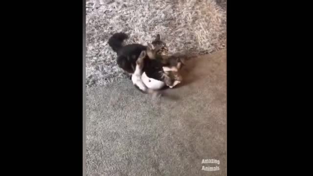 funny pet videos