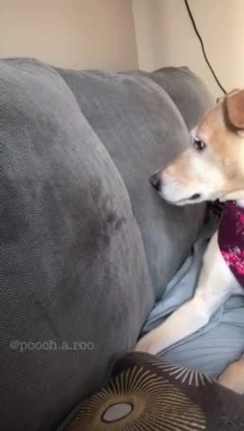 Rayo de luz en un sofá enloquece a un perro