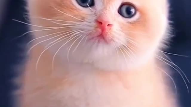 Cute 🥰 🐱 cat ❤️❤️