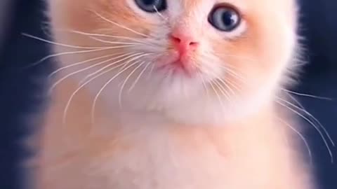 Cute 🥰 🐱 cat ❤️❤️