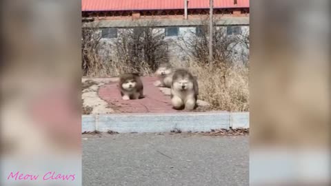 Momentos graciosos de perritos