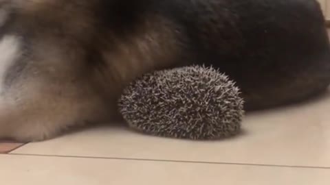 dog and hedgehog best friends😊