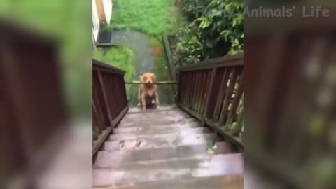 Funniest 🐶 Dogs and 😻 Cats - Awesome Funny Pet Animals Life Videos 😇