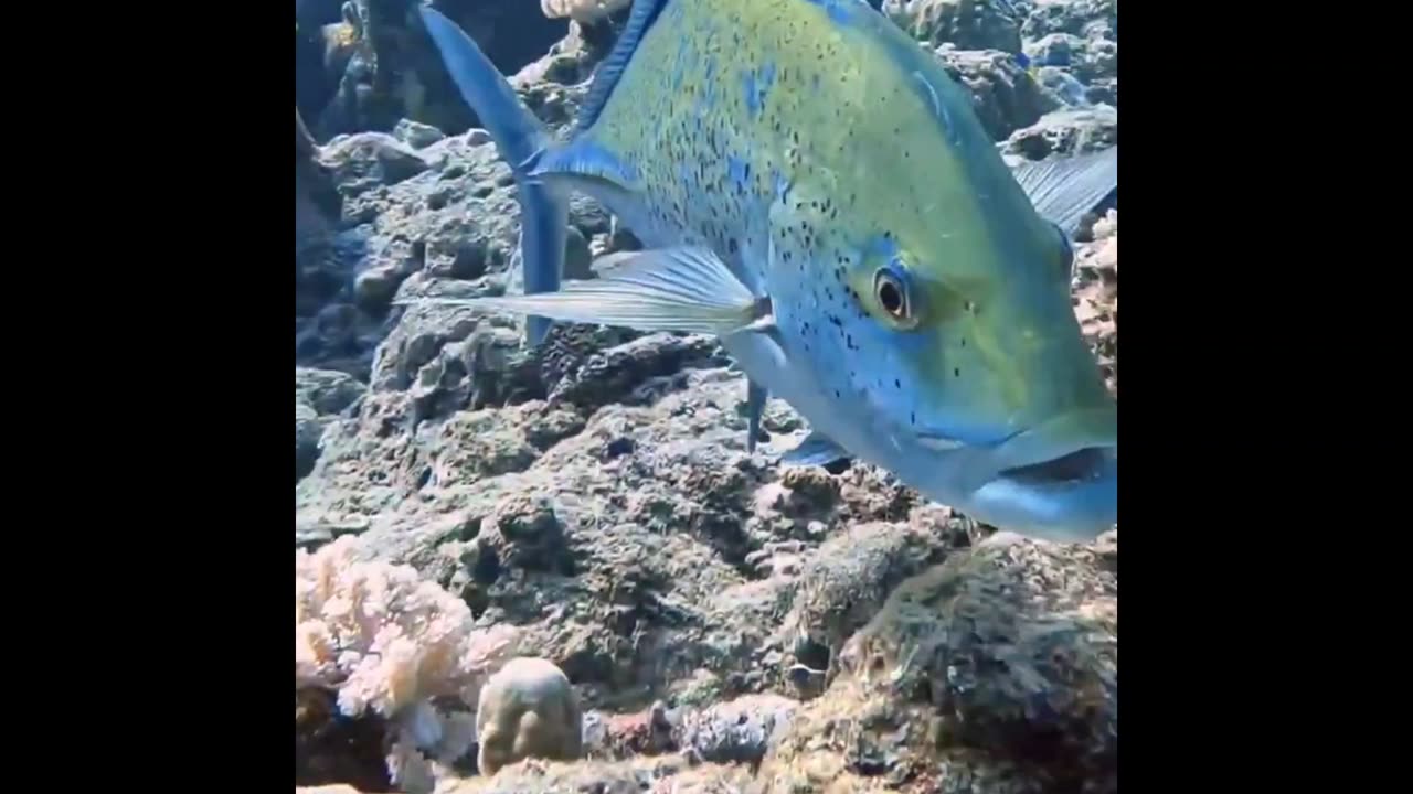 Eel and Kingfish hunting