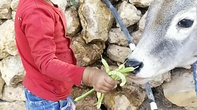 A kind little girl trying to feed a cow's calf.