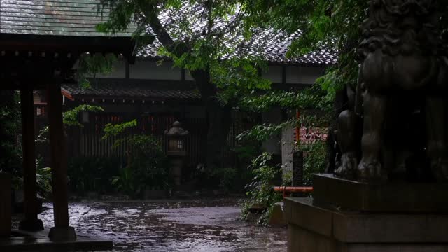 Sounds for sleeping. Heavy rain in the forest.