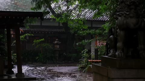 Sounds for sleeping. Heavy rain in the forest.