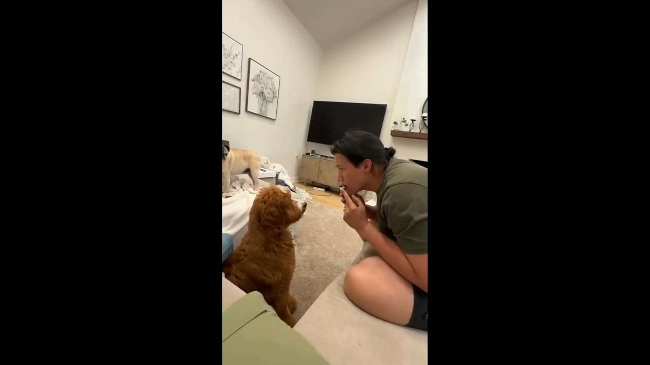 Edited Dog