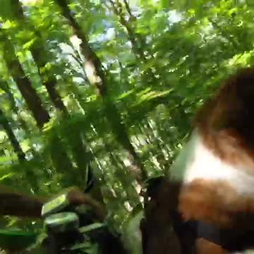 Scraps and Rags the Dogs on Bikes Quicks Cuts