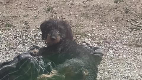 Simon the dachshund