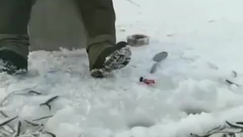 This is a beautiful and charming water-dwelling species