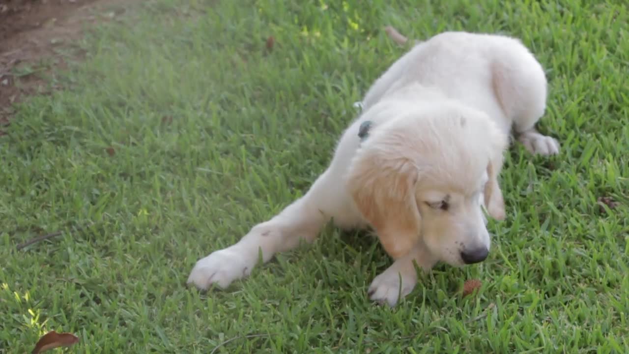 World most cutest puppies playing naughty