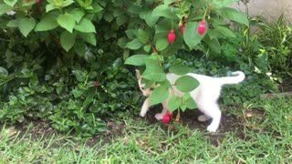 cute cat playing with fruit in the garden