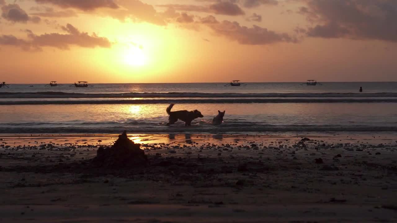 Cute Two Dogs Playing