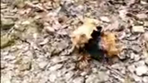 Chicken VS Dog Fight -videos dog vs chicken videos