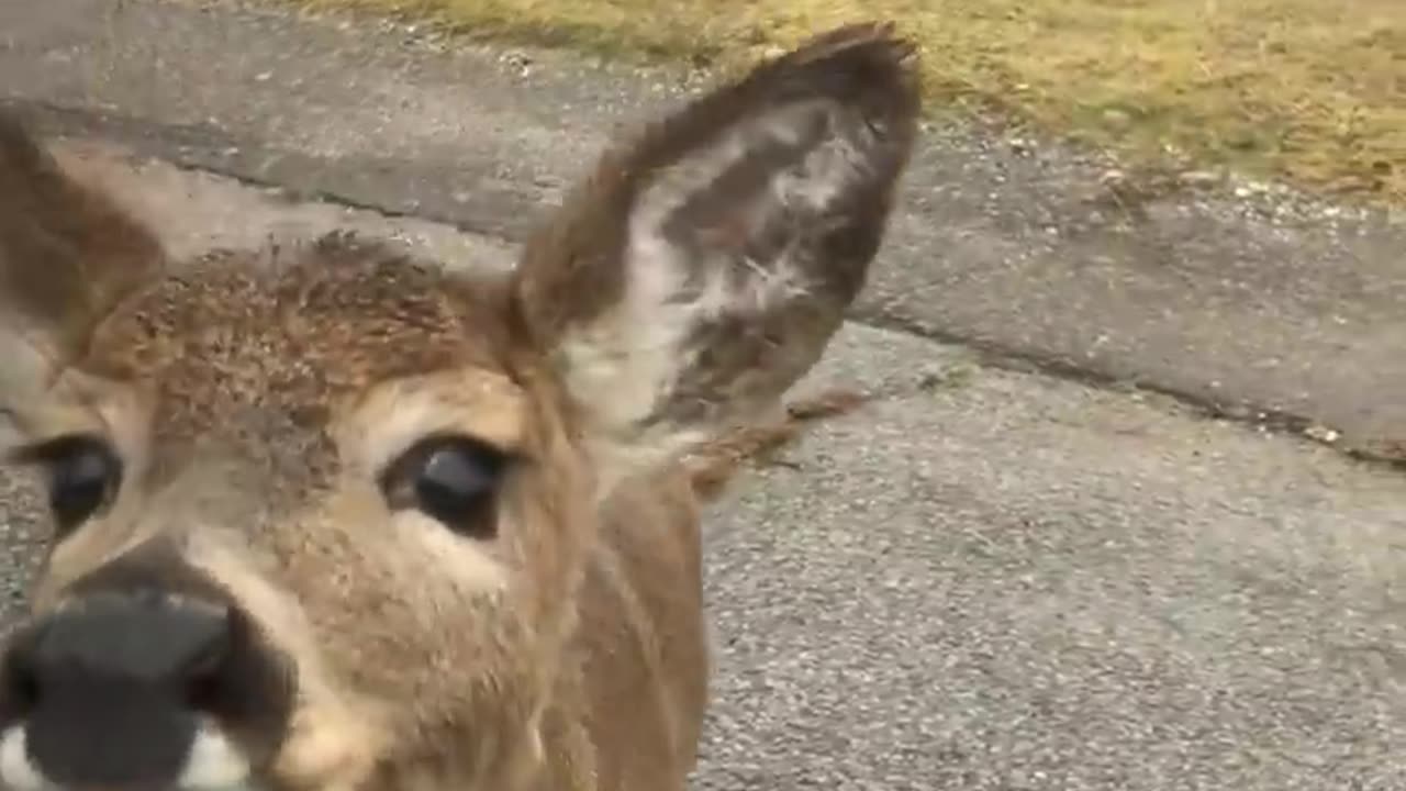 Deer Walks Up to Car Window To Eat Banana! #Animals #Shorts