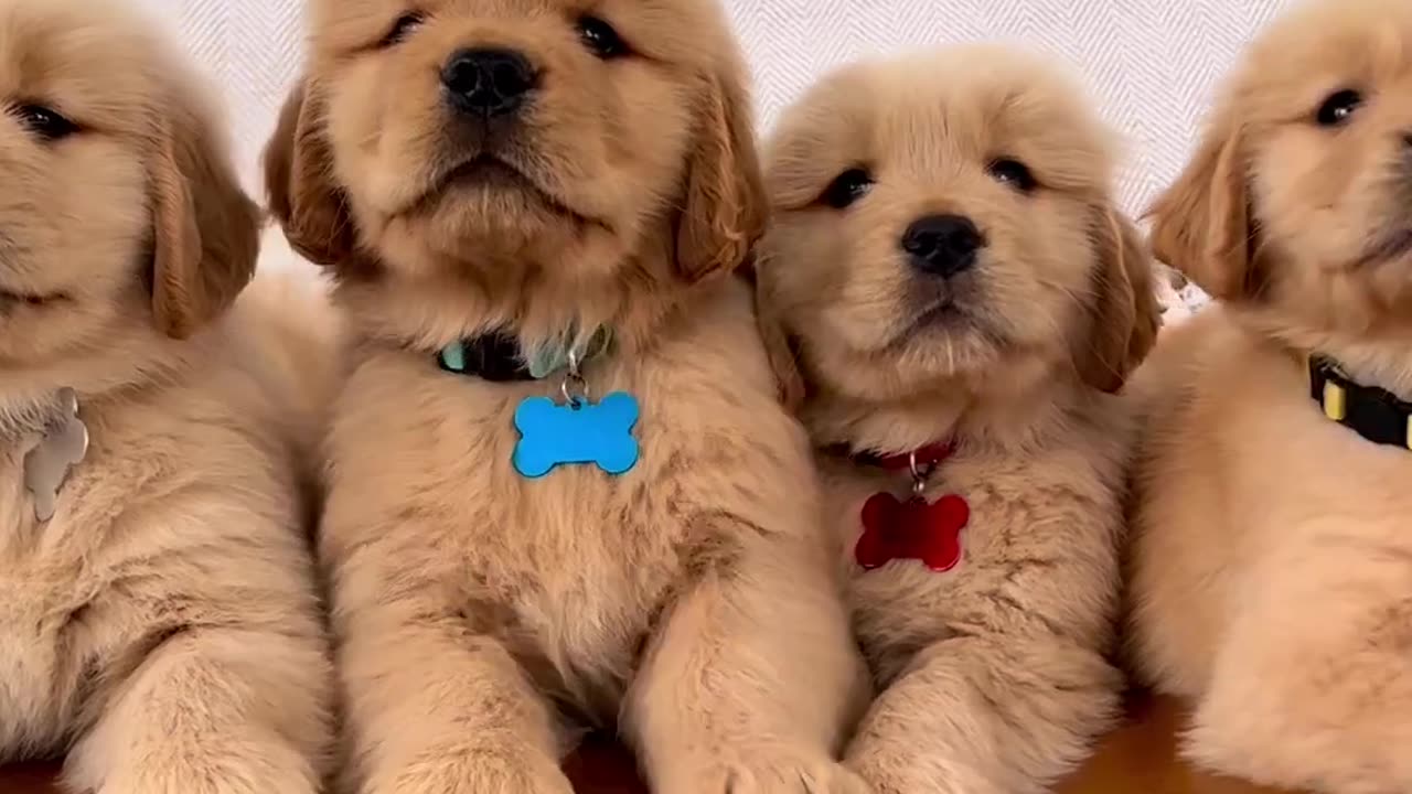 Super handsome golden retriever puppies!